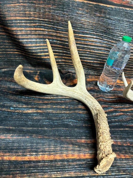 2 Wild Whitetail Deer Antler Shed Horn Unique Christmas Gift Man