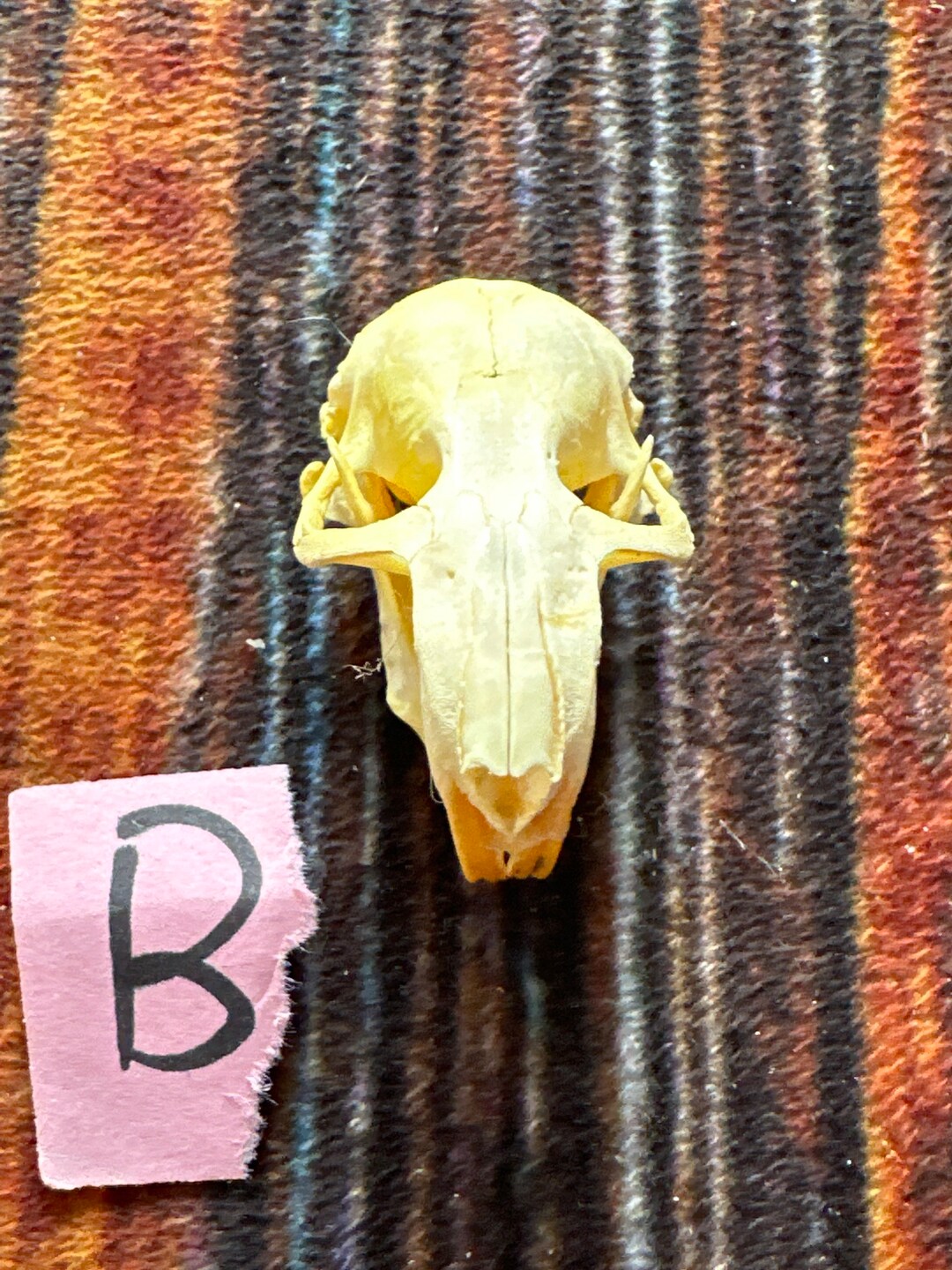 Real XL Pocket Gopher Skull Animal Mount Unique Birthday Gift Etsy