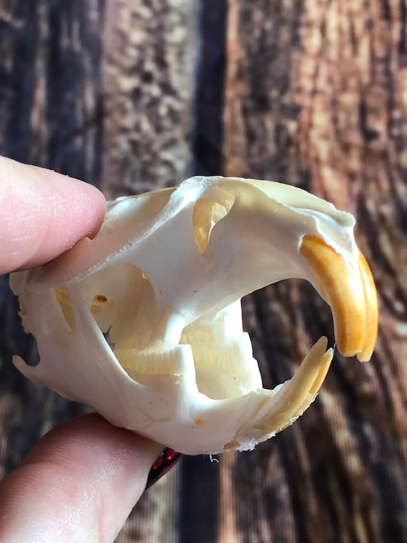 REAL XL Muskrat Skull Animal Bone Unique Christmas Gift Man Cave Decor Craft Art Supply Gothic Renaissance Festival Witchcraft flea Market
