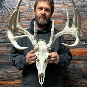 Amazon.com: Ebros Gift Rustic Hunter Deer 10 Point Buck