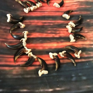 May include: A collection of 18 brown and white animal claws arranged in a circle on a dark brown and red background.