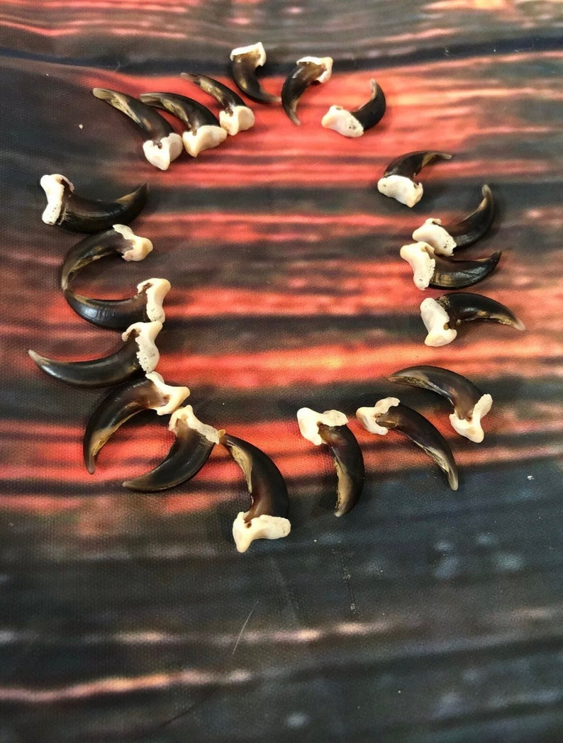 May include: A collection of 18 brown and white animal claws arranged in a circle on a dark brown and red background.