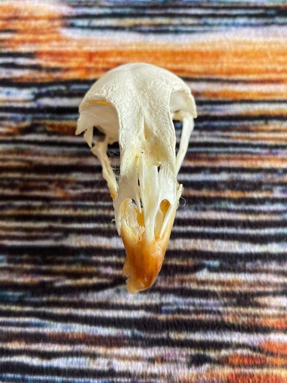 Real Unique Odd XL Chicken Skull Animal Mount Bone Fowl Halloween Decoration Unique Christmas Gift South Dakota Gothic Witchcraft