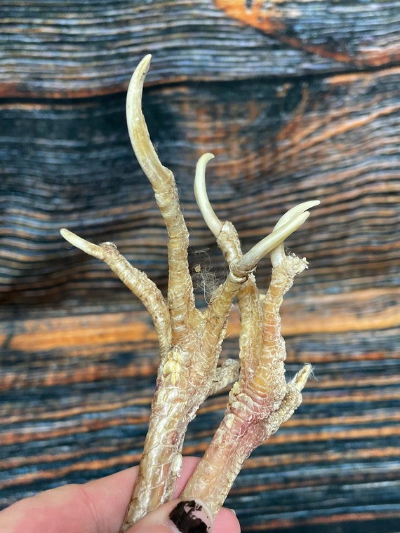 2 chicken feet art animal mount repair Witchcraft voodoo art supply unique craft decor dried cured education biology diagram model bird odd