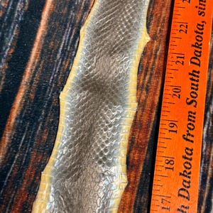 May include: Close-up of a piece of snake skin with a scale pattern in shades of gray and yellow. An orange ruler with the text "South Dakota from South Dakota, since 191" is in the image.