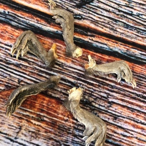 May include: Five dried animal paws with fur and claws. The paws are arranged in a star shape on a wooden surface.