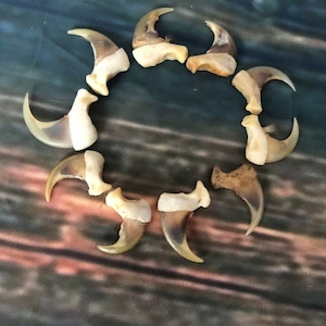 May include: A collection of ten brown and white animal claws arranged in a circle on a brown and green patterned surface.