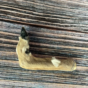 May include: A close-up of a light brown deer leg with black hooves and white patches of fur.