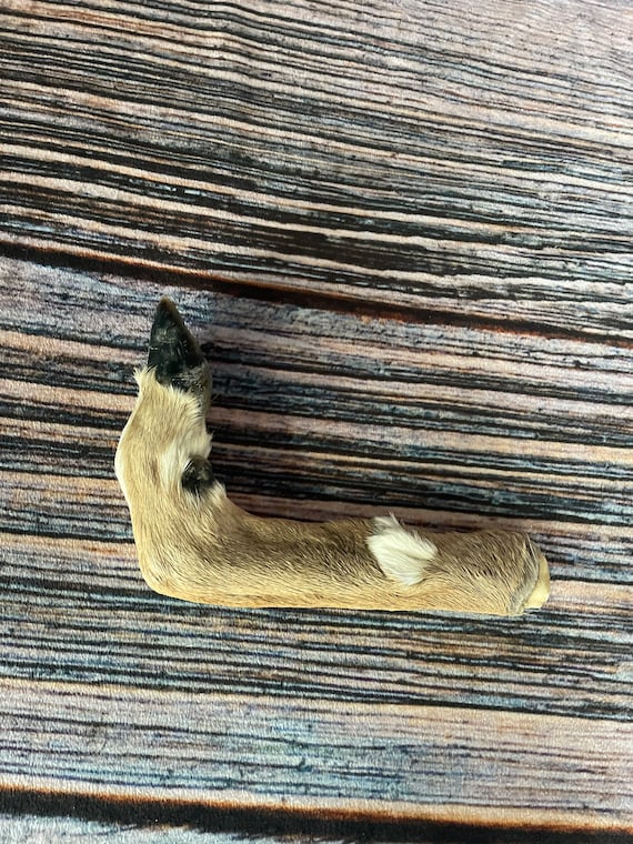 Bent Deer foot cured knife cane handle Gun Rack Witch craft Animal Mount antler Art Craft supplies voodoo gothic renaissance festival feet
