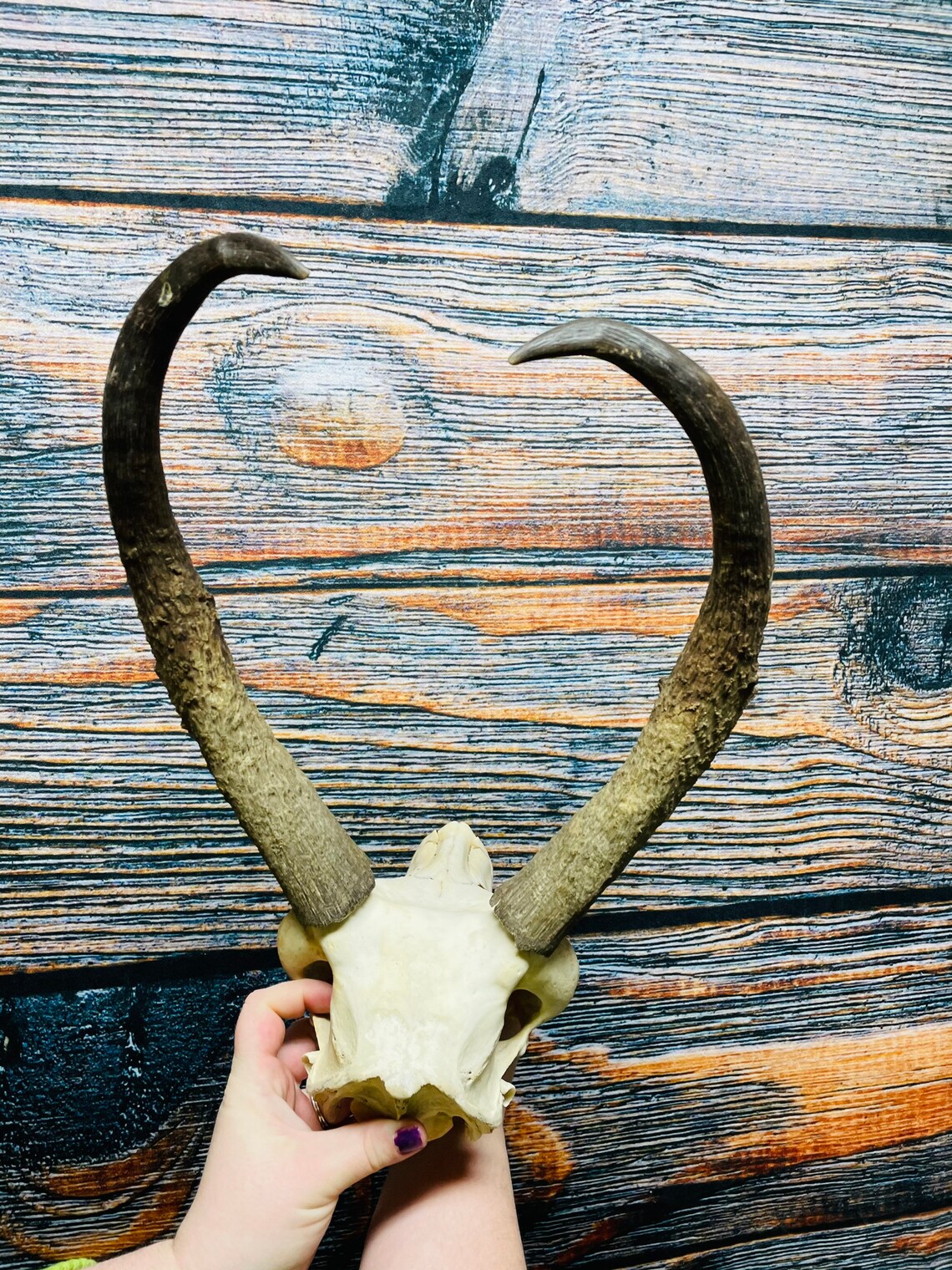Trophy Pronghorn Antelope Skull Antler Mount Horn Head Unique Etsy