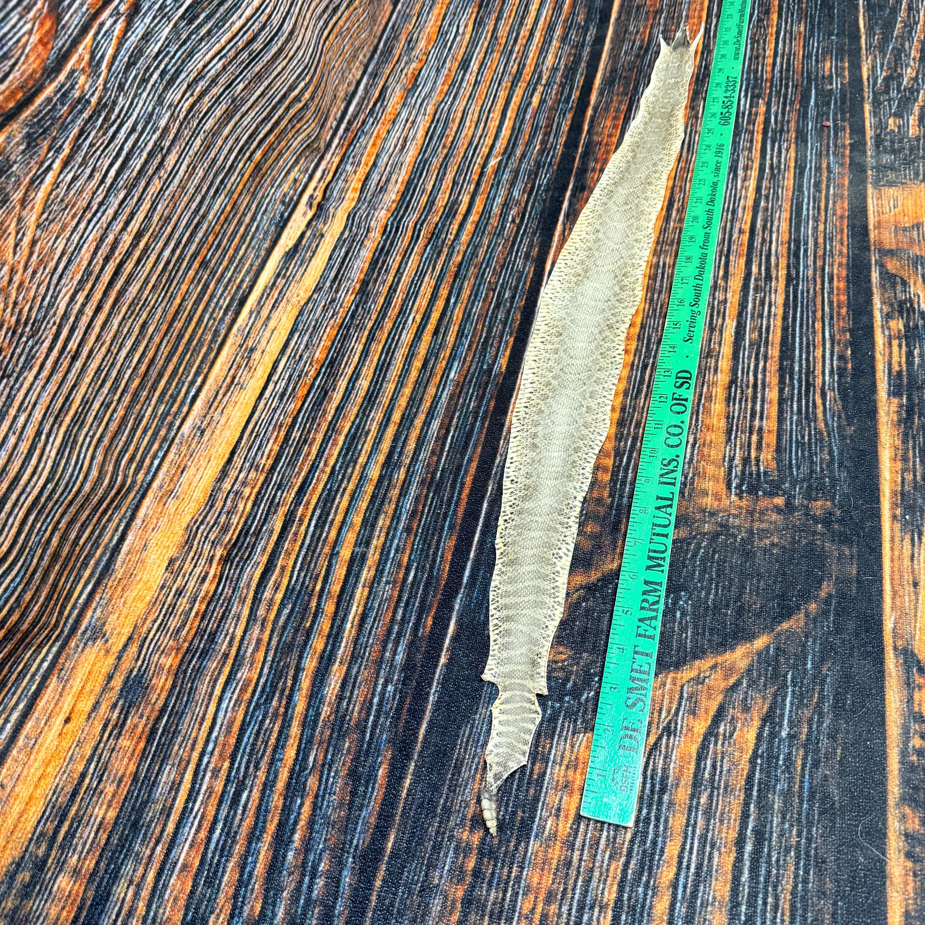 REAL Rattlesnake Skin Prairie Rattler Hide Dry Tanned Bow Wrap Blank ...