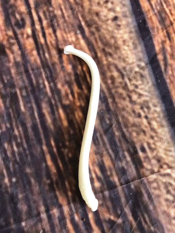 1 Real Jumbo Raccoon Baculum Penis Unique Christmas gag Gift dick Man Cave Decoration tooth pick art craft supply western cabin funny joke