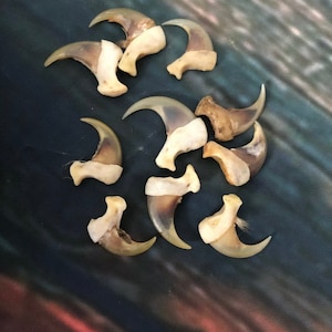 May include: A collection of ten natural animal claws, likely from a bird of prey, with a light brown colour and a curved shape. The claws are arranged in a circular pattern on a dark blue background.