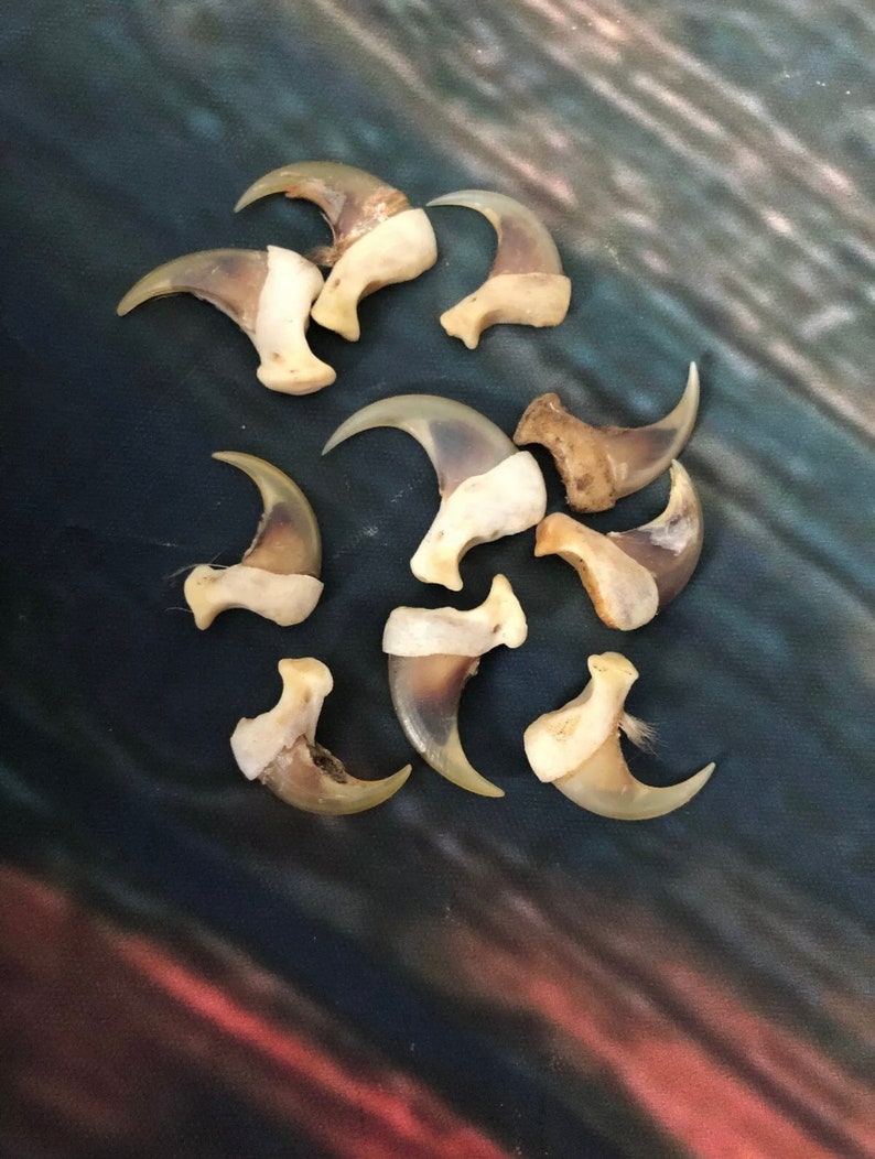 May include: A collection of ten natural animal claws, likely from a bird of prey, with a light brown colour and a curved shape. The claws are arranged in a circular pattern on a dark blue background.