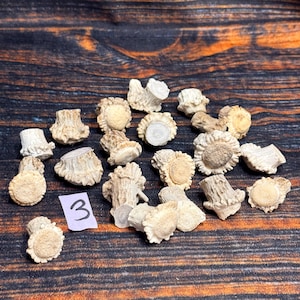 May include: A collection of twenty-one small, light tan deer antler burr segments with textured, ridged surfaces and flat, porous circular tops. A small white paper square with the handwritten number 3 is positioned among the antler pieces.