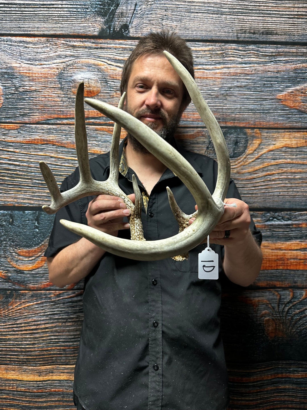 Trophy Wild 9 Point Whitetail Deer Shed Antler Rattling Horn Unique