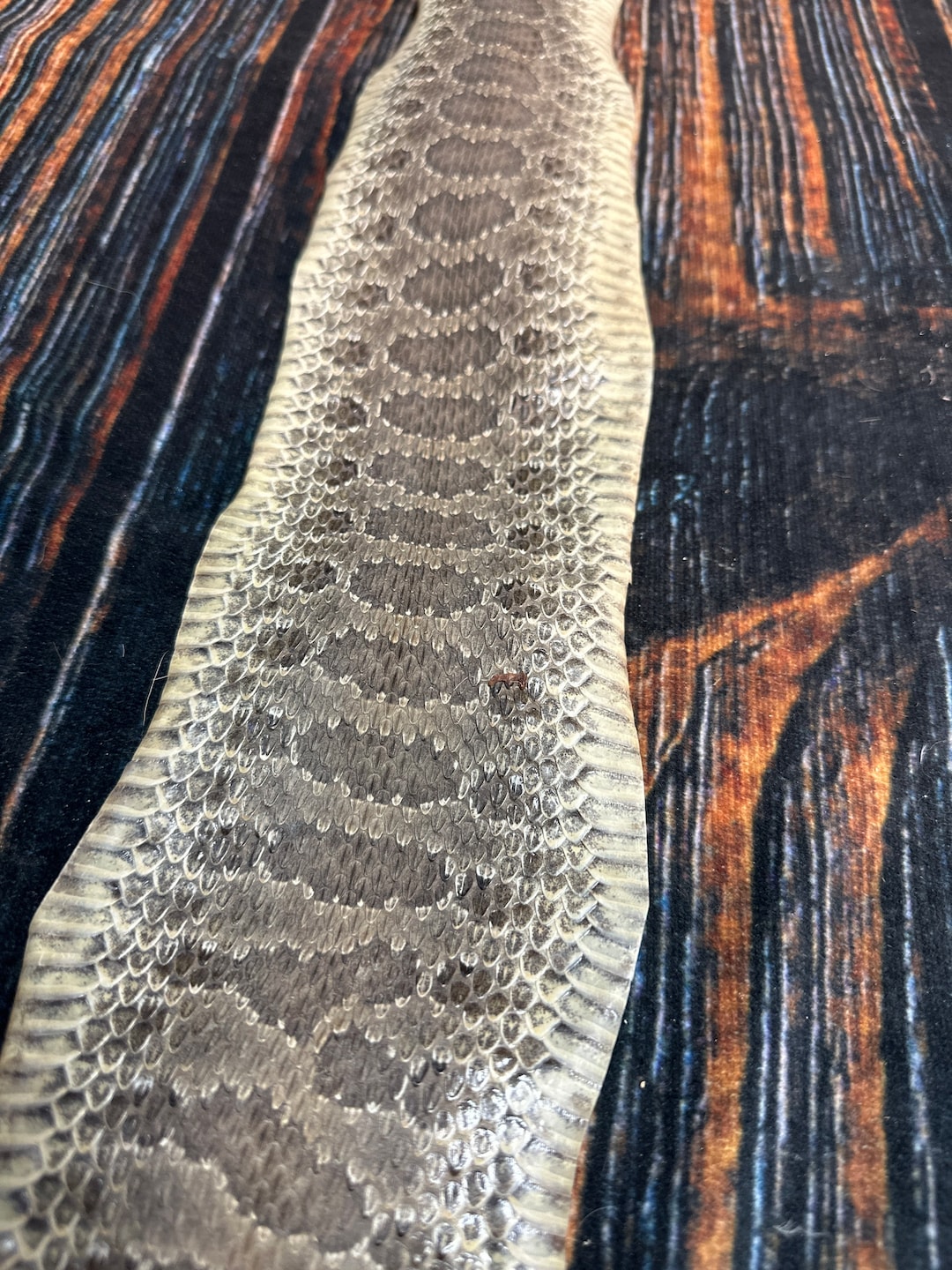REAL Rattlesnake Skin Prairie Rattler Hide Dry Tanned Bow Wrap Etsy
