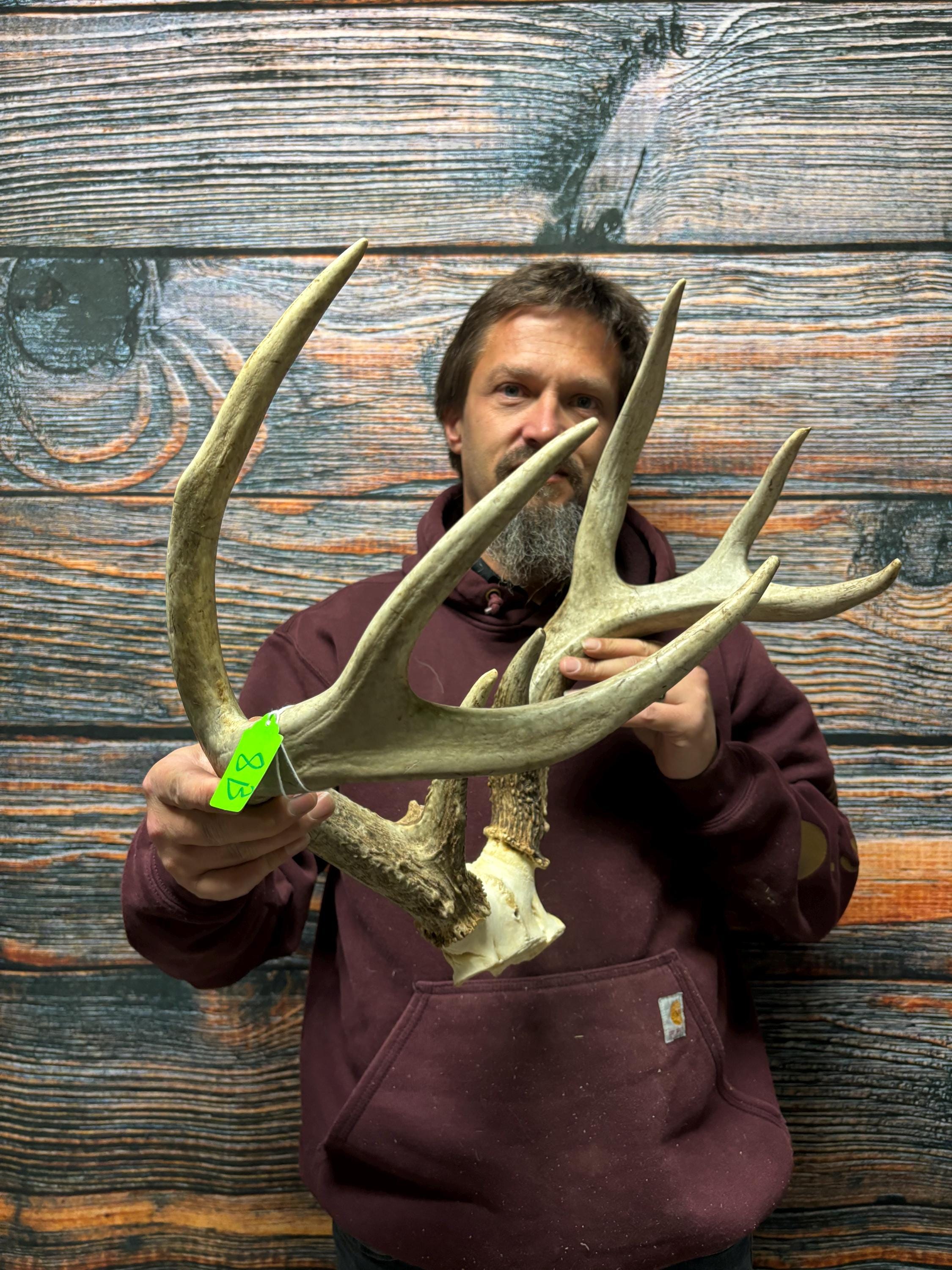 Trophy Wild 8 Point Whitetail Deer Rack Antler Mount Horn Head Unique ...