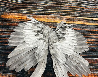 2 Chicken wings feathers plume millinery art fan Bustle Fly fishing Tying Craft art Supplies Supply Jewelry taxidermy Animal Mount costume