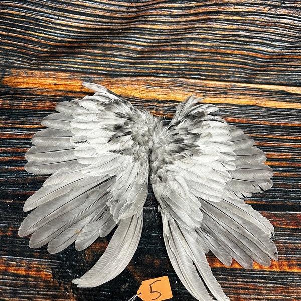 2 Chicken wings feathers plume millinery art fan Bustle Fly fishing Tying Craft art Supplies Supply Jewelry taxidermy Animal Mount costume