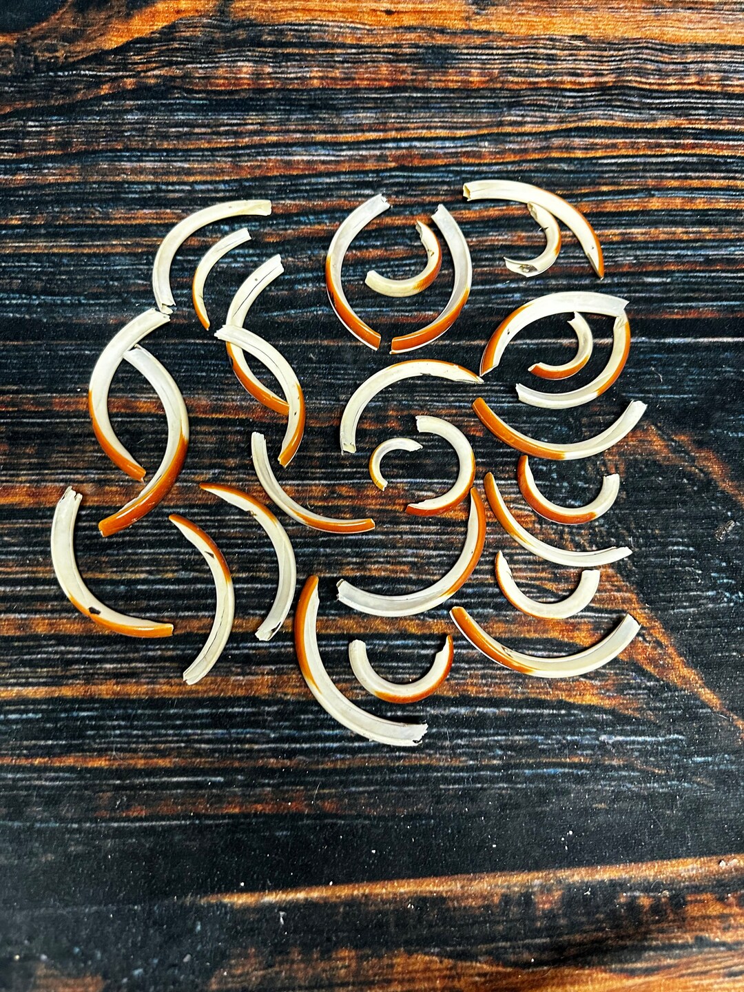 29 Real Beaver Teeth Choppers Jewelry Bead Art Craft Renaissance Gothic