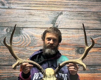 Trophy Whitetail Deer South Dakota Cactus Buck Skull Antler Mount