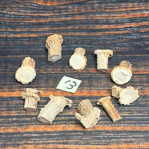 May include: Ten small, light brown, textured antler segments arranged in a circular pattern. Each piece features a rough, knobby exterior and a smooth, flat, circular cross-section. A small, light green square paper with the handwritten number 13 is centered.