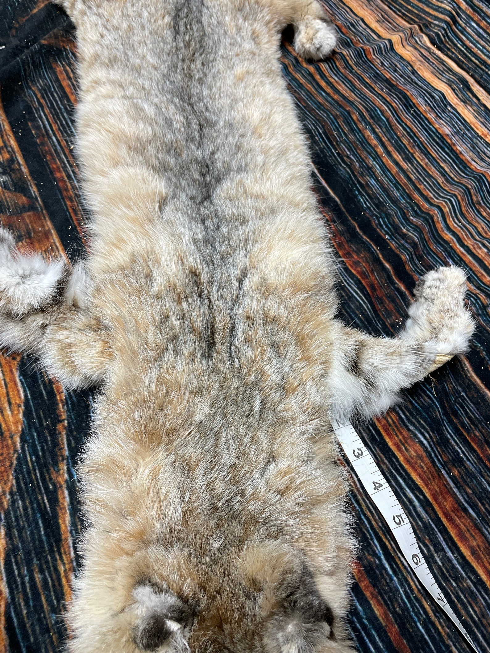 Real South Dakota tanned bobcat fur hide with feet she shed Etsy