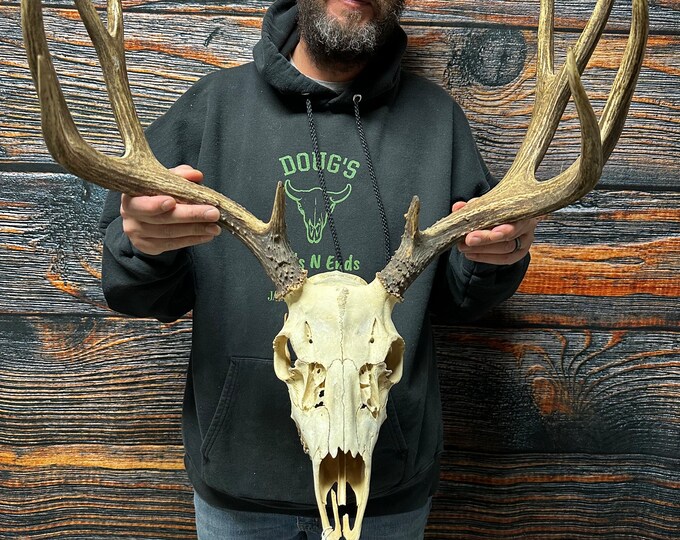 Trophy Wild 10 Point Mule Deer Rack Antler Real Animal Mount Cape Cabin