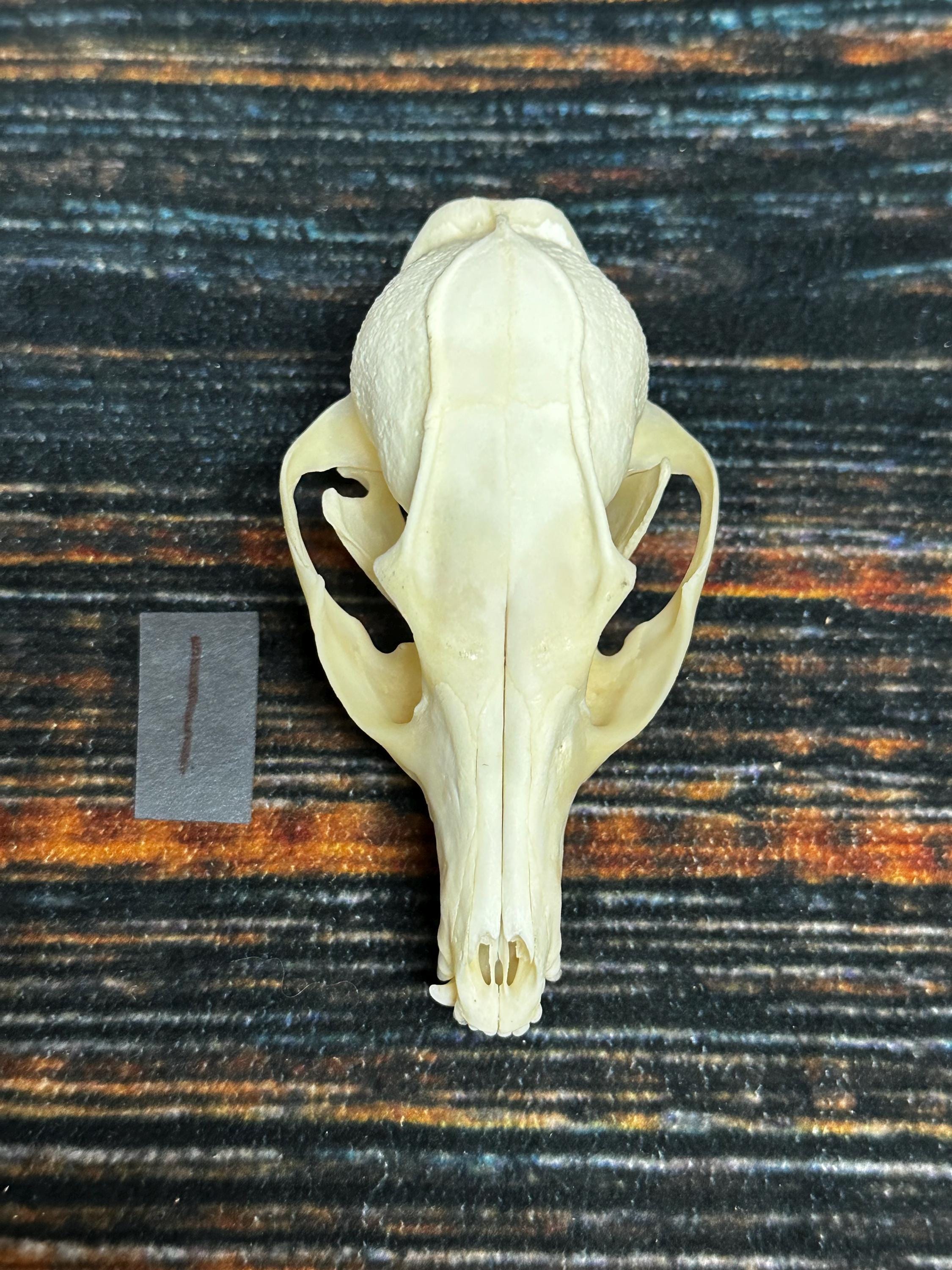 Real Grey Fox Unique Animal Mount Christmas Gift Skull Art Craft