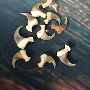 May include: A collection of 10 natural animal claws, likely from a cat or similar animal. The claws are a light brown colour with a white tip and are arranged in a loose pile on a blue background.