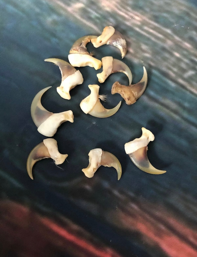 May include: A collection of 10 natural animal claws, likely from a cat or similar animal. The claws are a light brown colour with a white tip and are arranged in a loose pile on a blue background.