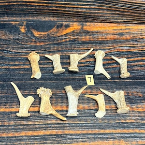 May include: Ten individual pieces of light brown deer antler, each with a unique shape and texture. The pieces are arranged in two rows, with a small yellow square tag featuring the number 7 placed between the rows of antler fragments.