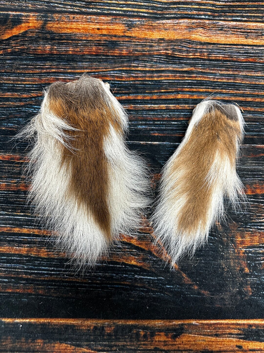 20 Real Blonde Coyote Claws | 5/8" To 1 1/4" Long | For Jewelry Making, Gothic Crafts, Taxidermy, Voodoo & Bone Art Projects