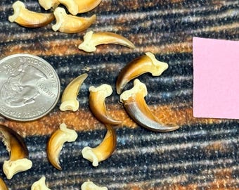 20 Real Blonde Coyote Claws jewelry bead art craft renaissance Gothic medieval voodoo witch spell