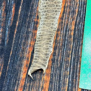 May include: A shed snake skin with a tan and brown diamond-like pattern, positioned next to a green ruler that shows the skin is approximately 4 inches wide at its broadest point, displaying a detailed, textured scale structure.