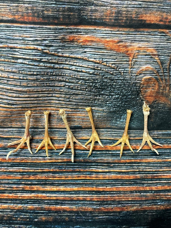 6 chicken feet art animal mount repair Witchcraft voodoo art supply unique craft decor dried cured education biology diagram model bird odd
