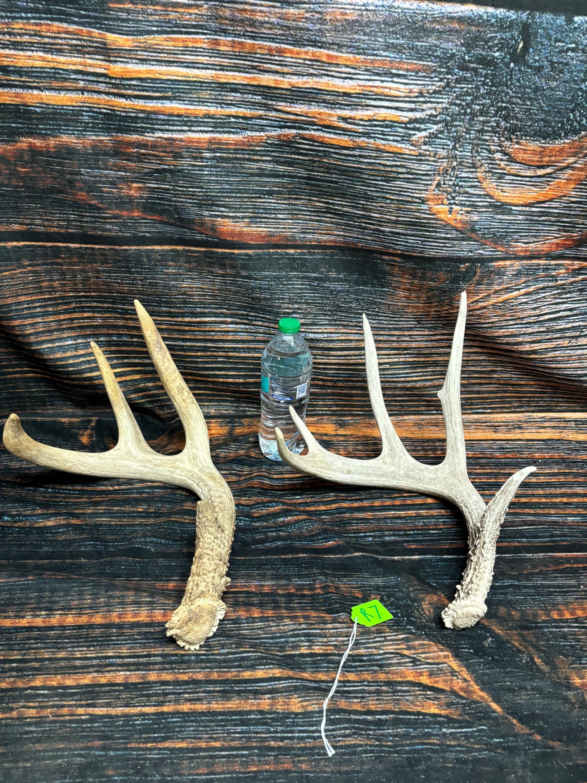 2 Wild Whitetail Deer Antler Shed Horn Unique Christmas Gift Man