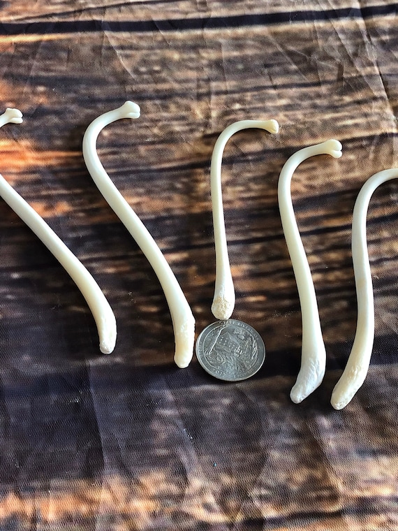 5 Real Raccoon Baculum Penis bone Jumbo SIZE unique gag Gift toothpick dick necklace Pendant oosik mancave Art jewelry bead