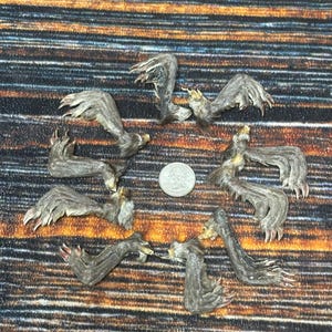 10 Real back muskrat feet cured Taxidermy mount repair Witch Voodoo Spell taxidermy oddity Renaissance Craft Art educational model animal