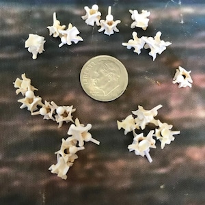 May include: A collection of small, white, bone-like objects arranged in a circle around a US dime. The objects are likely vertebrae from a fish.