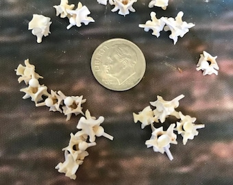 20 Real Prairie Rattlesnake Vertebrae Vertebrea bone gothic voodoo witchcraft craft art Jewelry beads steampunk necklace earrings ring