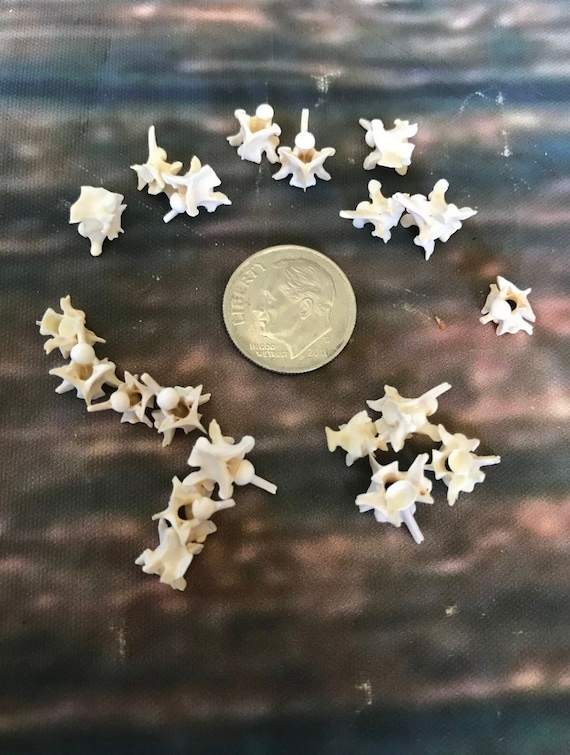 20 Real Prairie Rattlesnake Vertebrae Vertebrea bone gothic voodoo witchcraft craft art Jewelry beads steampunk necklace earrings ring