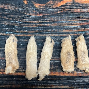 May include: Six tan-colored animal paws with visible claws are arranged on a dark wooden surface. The paws are positioned horizontally, showcasing their fur and natural form. The background features a rustic, textured wood grain.