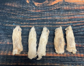 5 Real coyote feet cured Taxidermy mount repair Witchcraft Voodoo Spell taxidermy oddity Renaissance Craft Art educational model animal odd