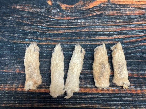 5 Real coyote feet cured Taxidermy mount repair Witchcraft Voodoo Spell taxidermy oddity Renaissance Craft Art educational model animal foot