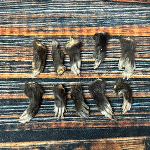 May include: A collection of ten preserved animal paws arranged in two horizontal rows. Each paw features dark brown fur covering the upper portion, transitioning to lighter, pale-colored claws and toes at the base of each individual specimen.