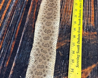 REAL rattlesnake skin prairie rattler hide dry tanned bow wrap blank art craft Supply Educational Renaissance costume Oddity gothic rattle