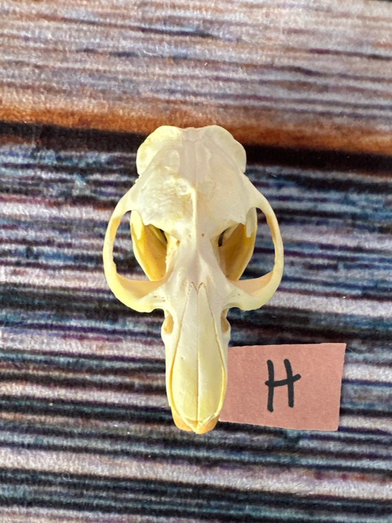 REAL XL Muskrat Skull Animal Bone Unique Christmas Gift Man Cave Decor Craft Art Supply Gothic Renaissance Festival Witchcraft flea Market