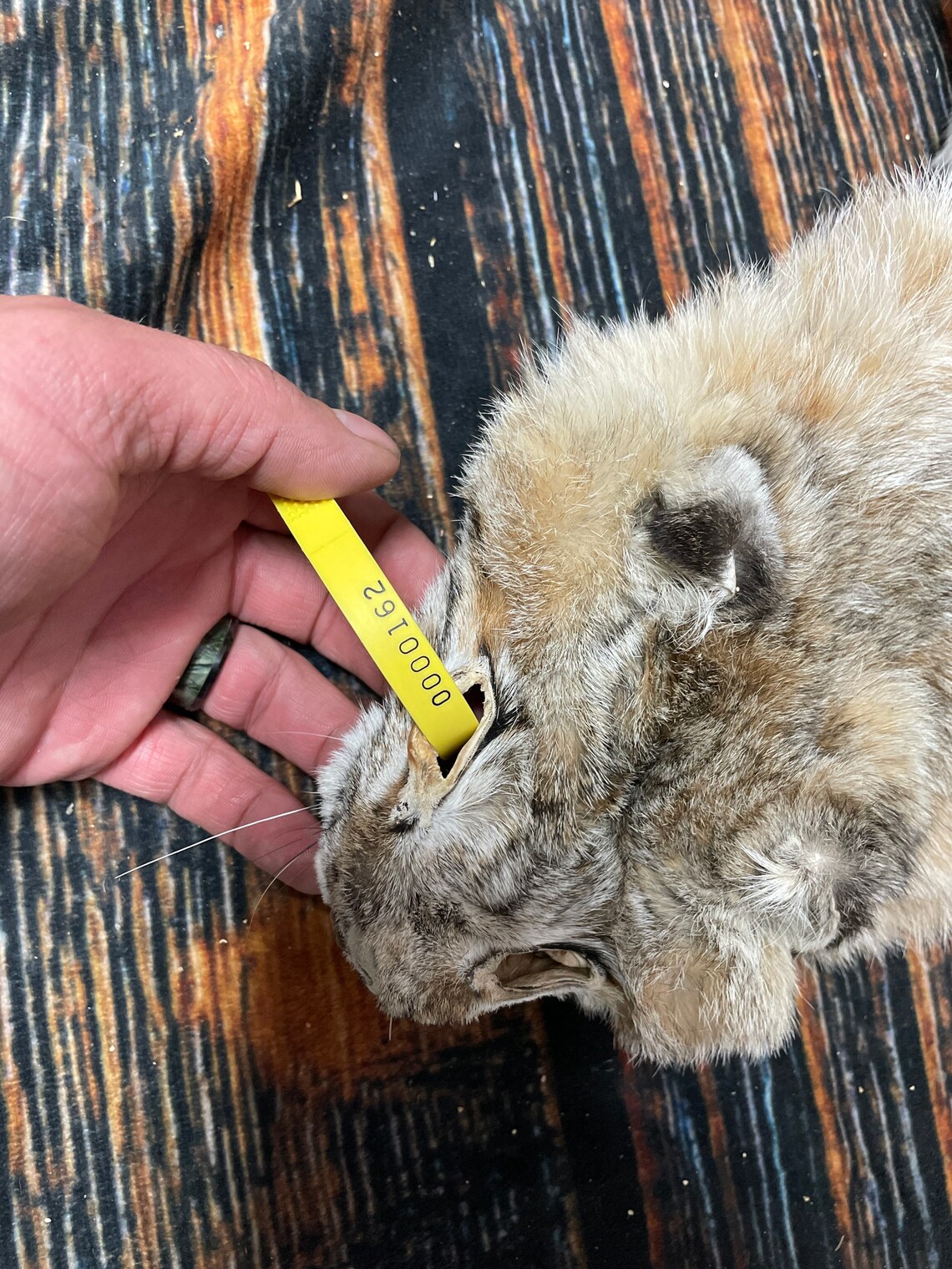 Real South Dakota tanned bobcat fur hide with feet she shed Etsy